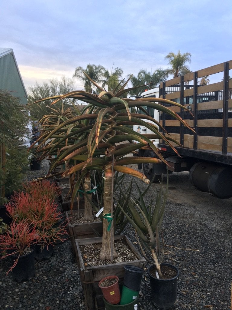 Photo for Aloe barberae (A. bainesii) (Tree Aloe)