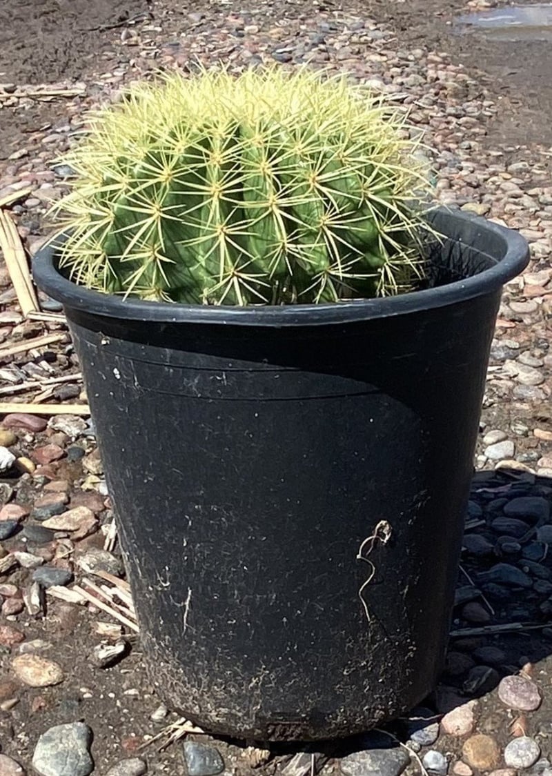 Photo for Echinocactus grusonii (Golden Barrel Cactus)