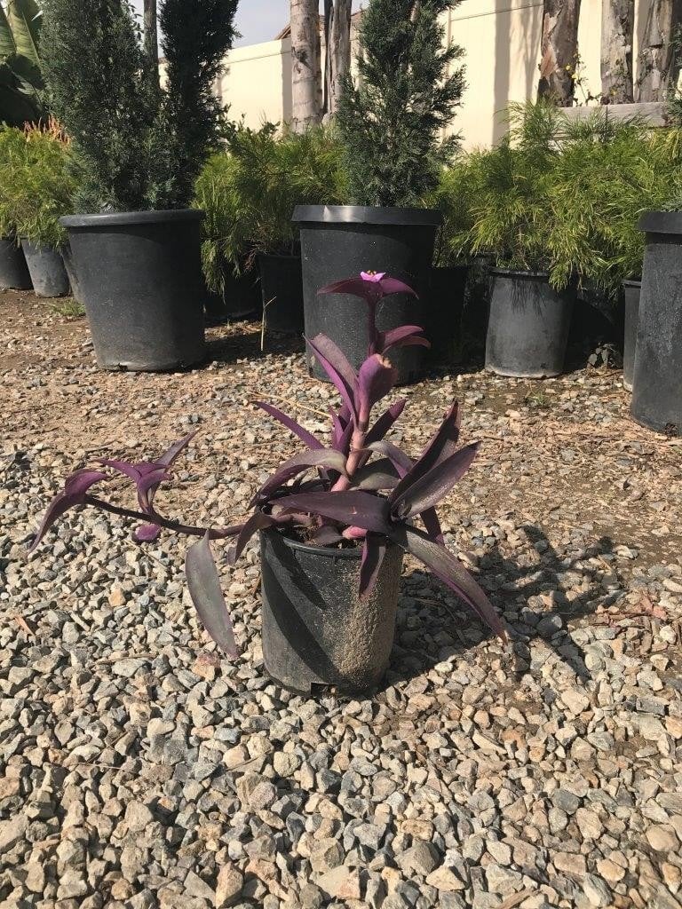Photo for Tradescantia pallida 'Purpurea' (Purple Heart, Purple Queen)