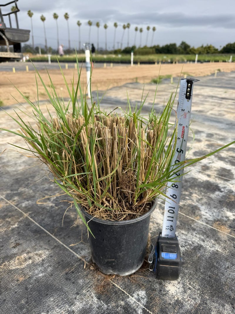 Photo for Pennisetum 'Fairy Tails' (Evergreen Fountain Grass)