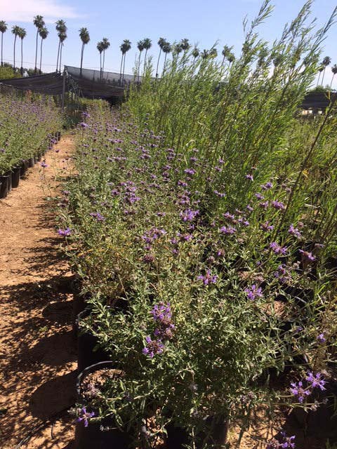 Photo for Salvia clevelandii (Cleveland Sage)