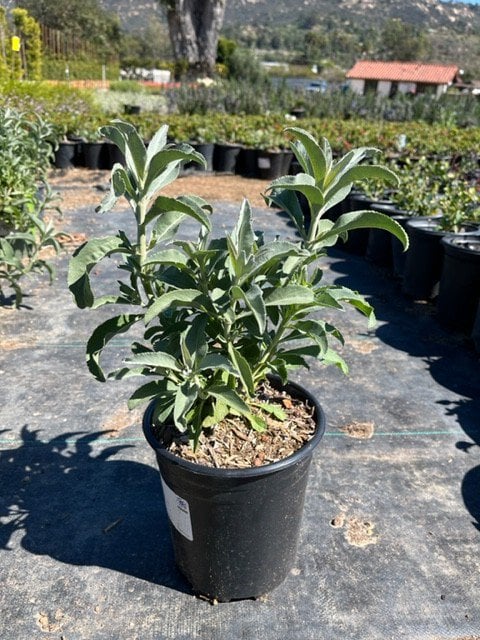 Photo for Salvia apiana 'Compacta' (Compact White Sage)