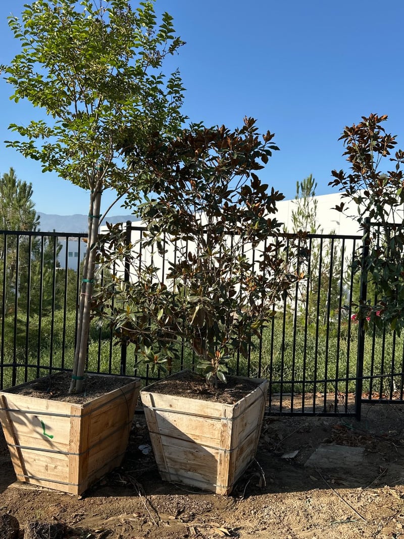 Photo for Magnolia grandiflora 'Little Gem' (Low Branching) (Little Gem Dwarf Magnolia)