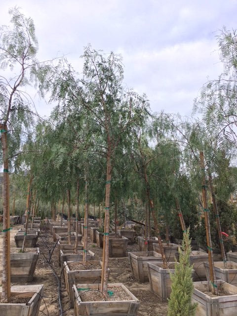 Photo for Schinus molle (Standard) (California Pepper)