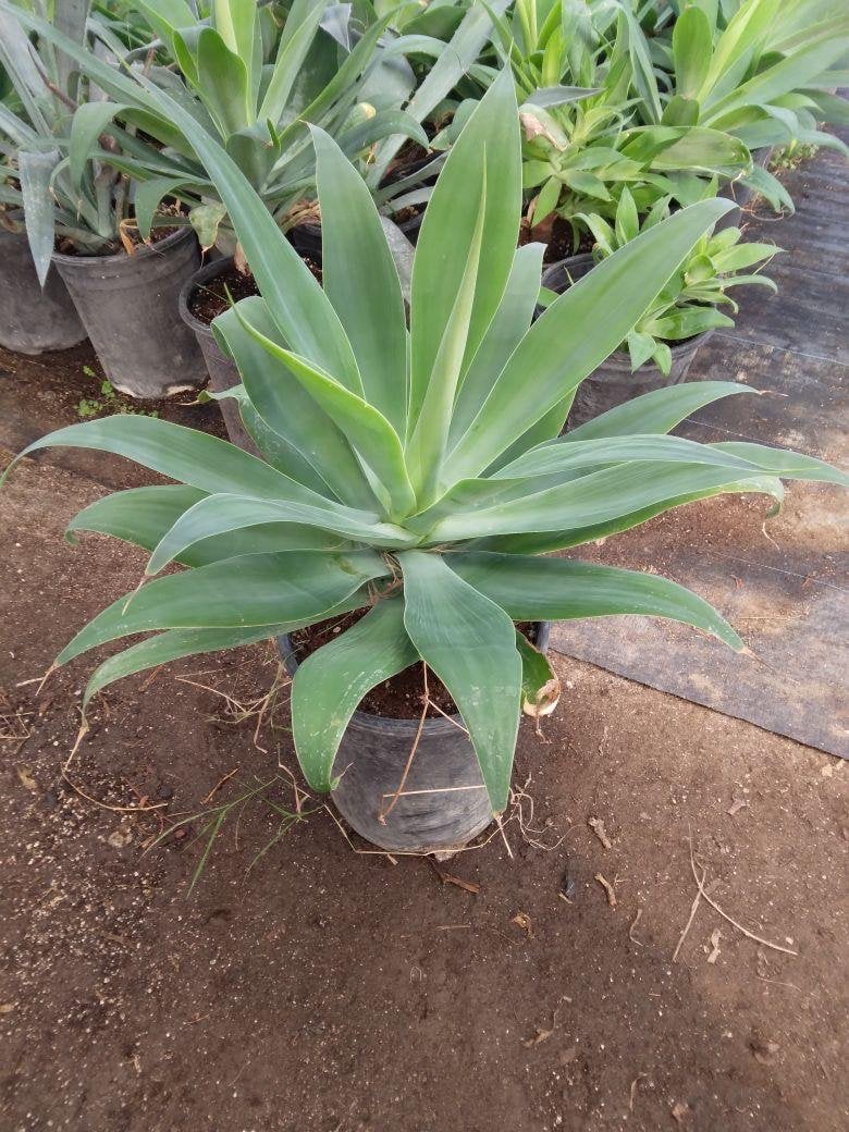 Photo for Agave attenuata 'Blue Flame' (Blue Flame Agave)