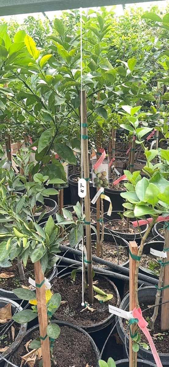 Photo for Citrus x meyeri (Dwarf)  (Meyer Lemon )