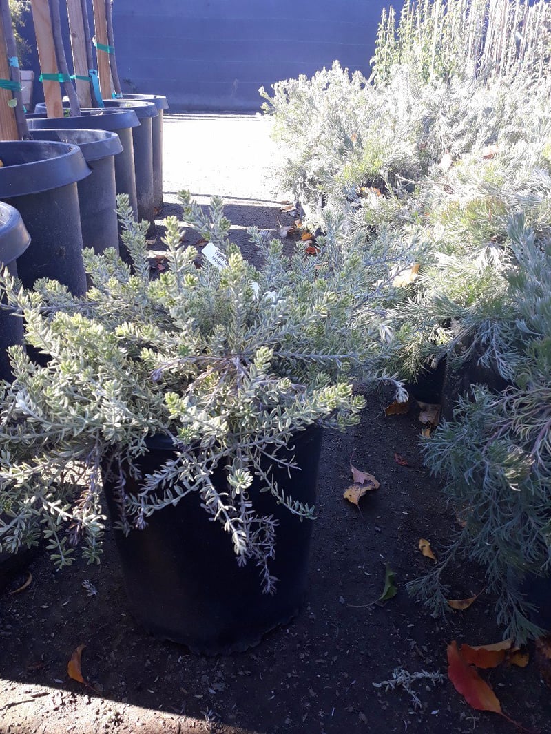 Photo for Westringia fruticosa 'Morning Light' (Morning Light Coast Rosemary)