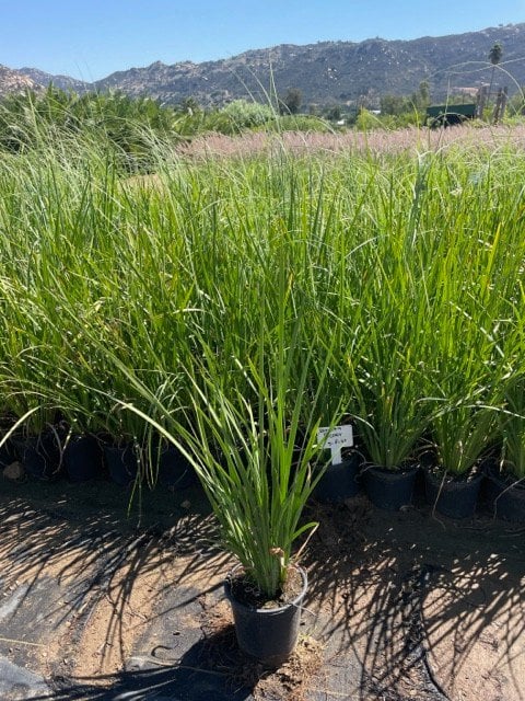 Photo for Dietes bicolor (Fortnight Lily, African Iris)