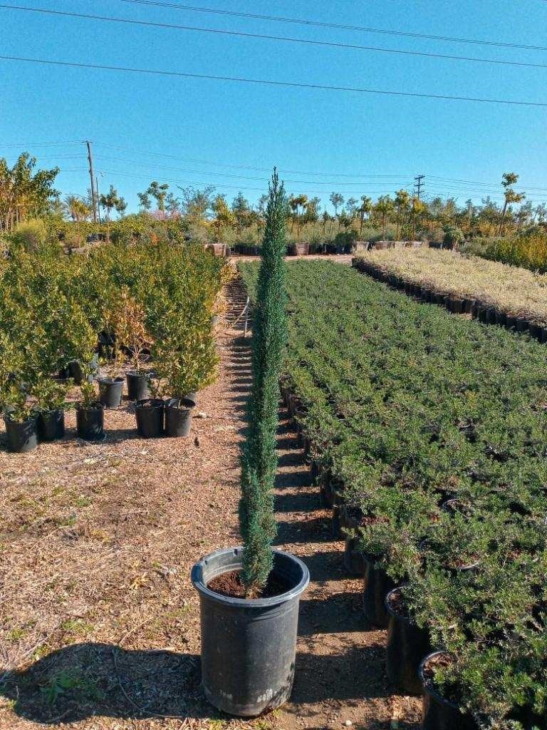 Photo for Cupressus sempervirens 'Monshel' (Italian Cypress Tiny Tower)