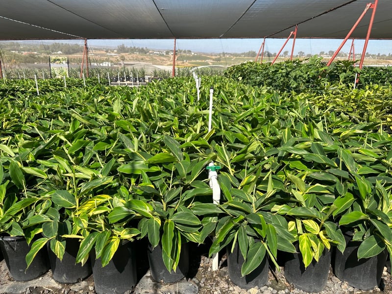 Photo for Alpinia zerumbet 'Variegata' (Variegated Shell Ginger)
