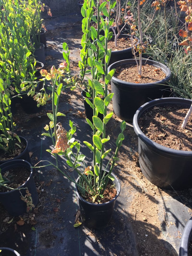 Photo for Pedilanthus macrocarpus (Slipper Plant)