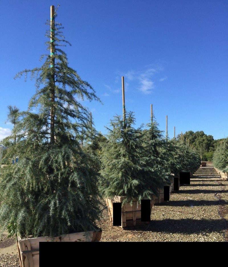 Photo for Cedrus deodara (Deodar Cedar)