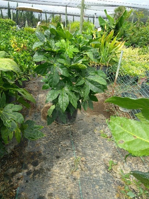 Photo for Fatsia japonica (Japanese Aralia, Paper Plant)