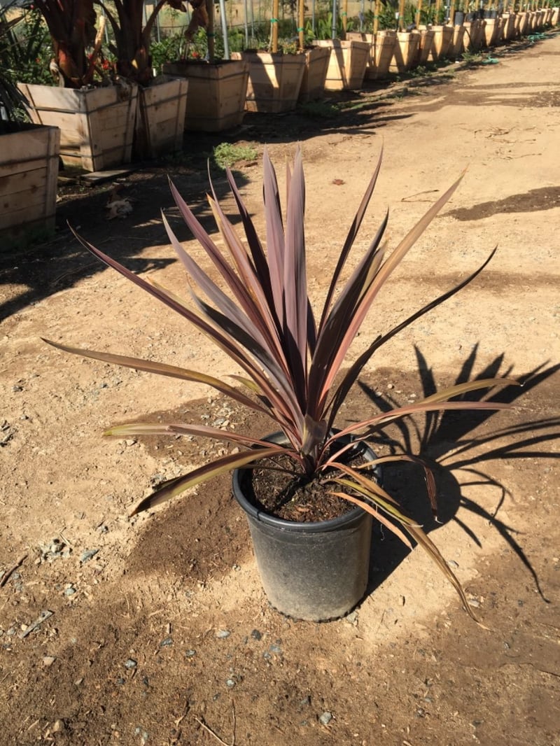 Photo for Cordyline australis 'Red Star' (Red Star Grass Palm)