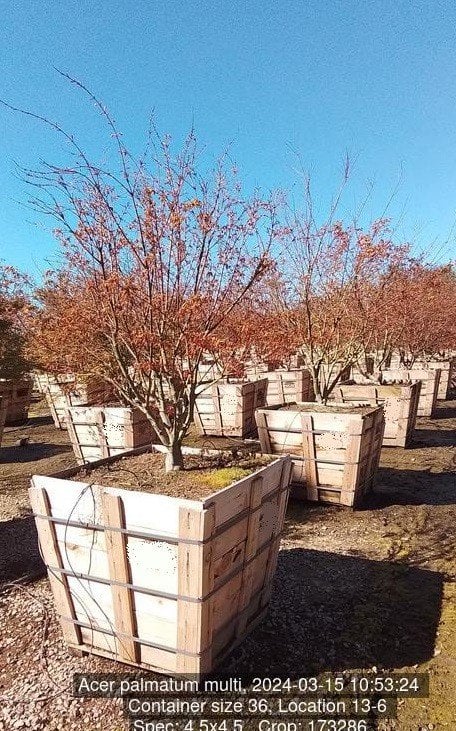 Photo for Acer palmatum (Japanese Maple)