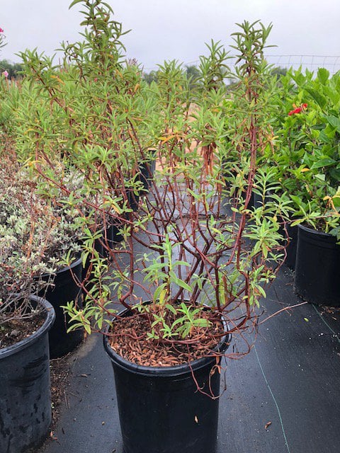 Photo for Cistus x purpureus (Orchid Rockrose)