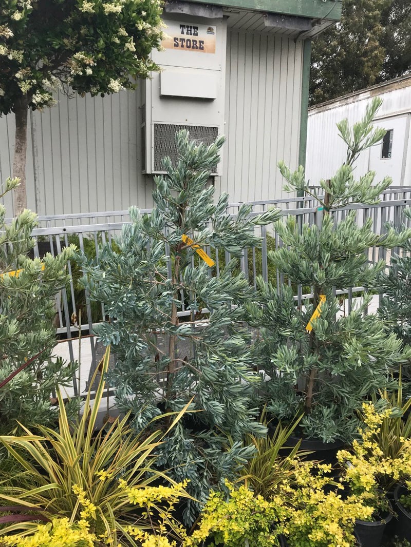 Photo for Podocarpus elongatus ‘Icee Blue' (Icee Blue Fern Pine)