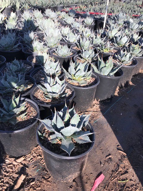 Photo for Agave colorata (Mescal Ceniza)