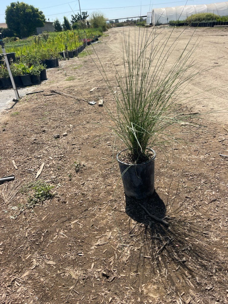 Photo for Chondropetalum tectorum 'El Campo' (El Campo Small Cape Rush)