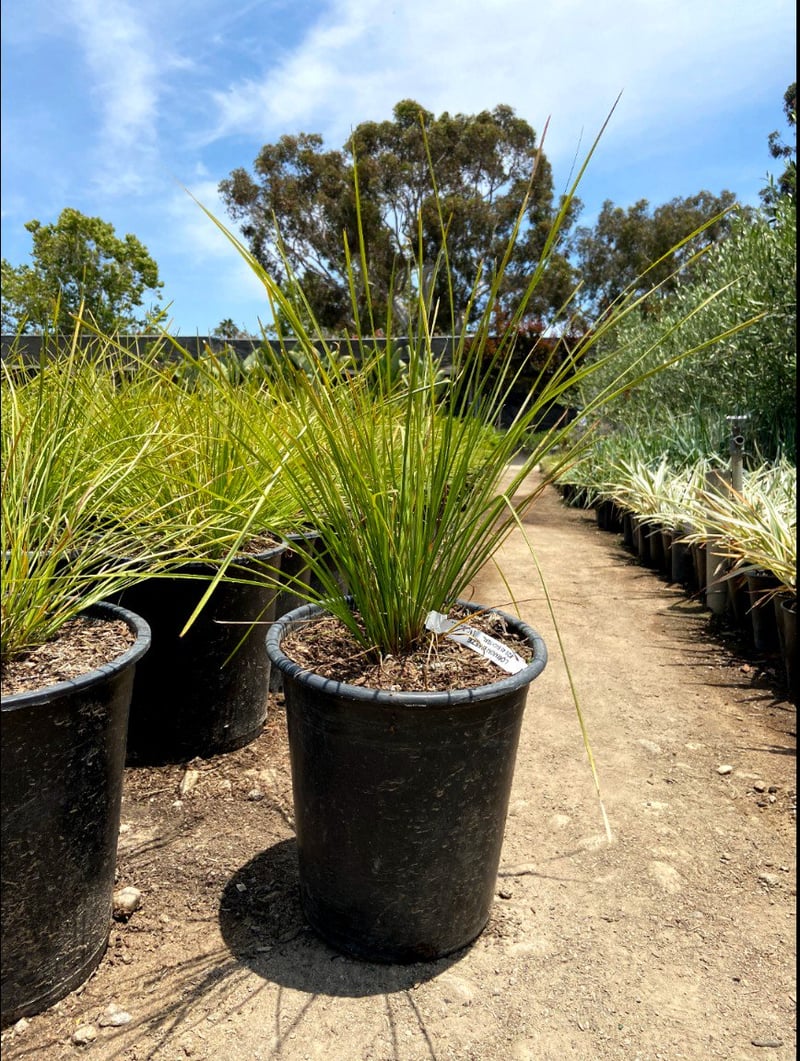 Photo for Lomandra longifolia ‘Roma13’ (Platinum Beauty Lomandra)