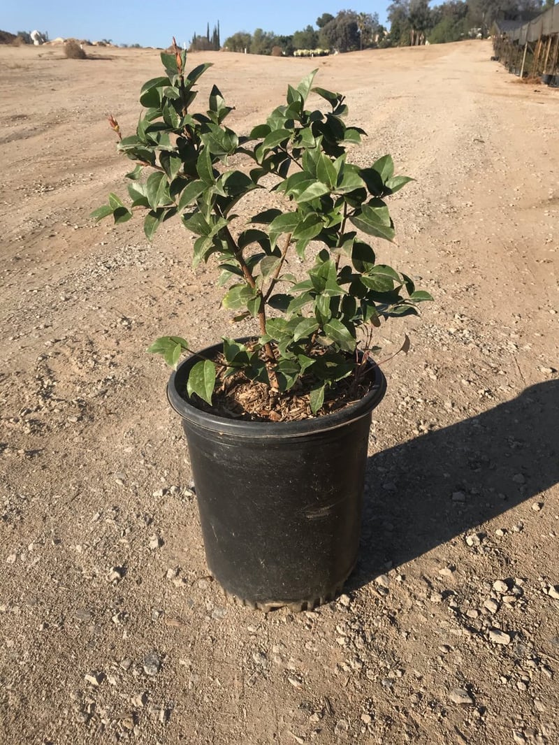 Photo for Xylosma congestum (senticosum) 'Compacta' (Compact Shiny Xylosma)