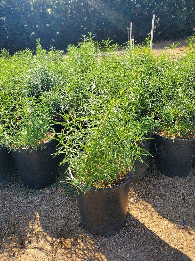 Photo for Asclepias fasicularis (Narrow Leaf Milkweed)