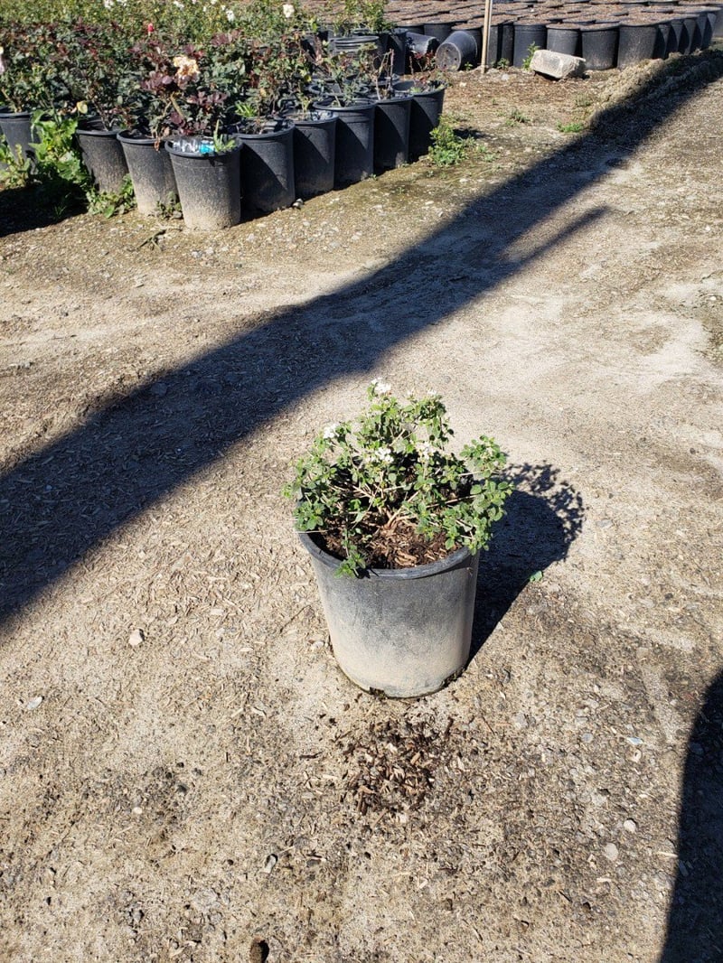Photo for Lantana montevidensis 'Alba' (White Trailing Lantana)