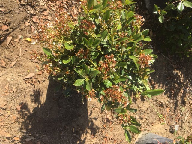 Photo for Raphiolepis indica 'Clara' (Clara Indian Hawthorn)