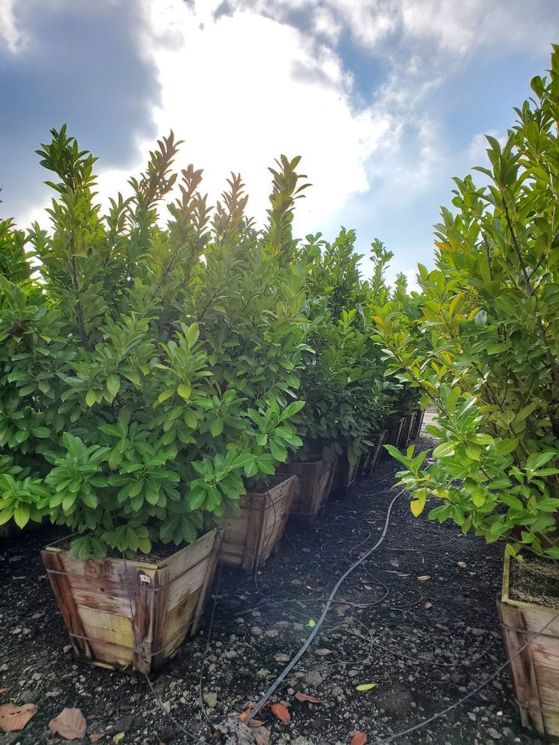 Photo for Prunus laurocerasus (English Laurel, Cherry Laurel)