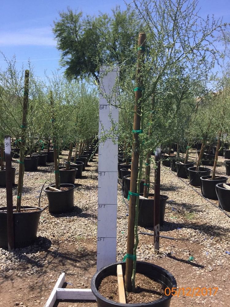 Photo for Cercidium floridum (Parkinsonia florida) (Blue Palo Verde)