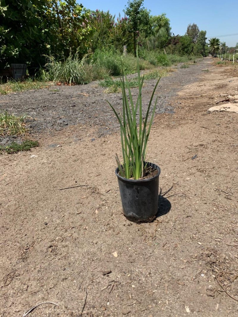 Photo for Dietes (any variety) (Fortnight Lily)