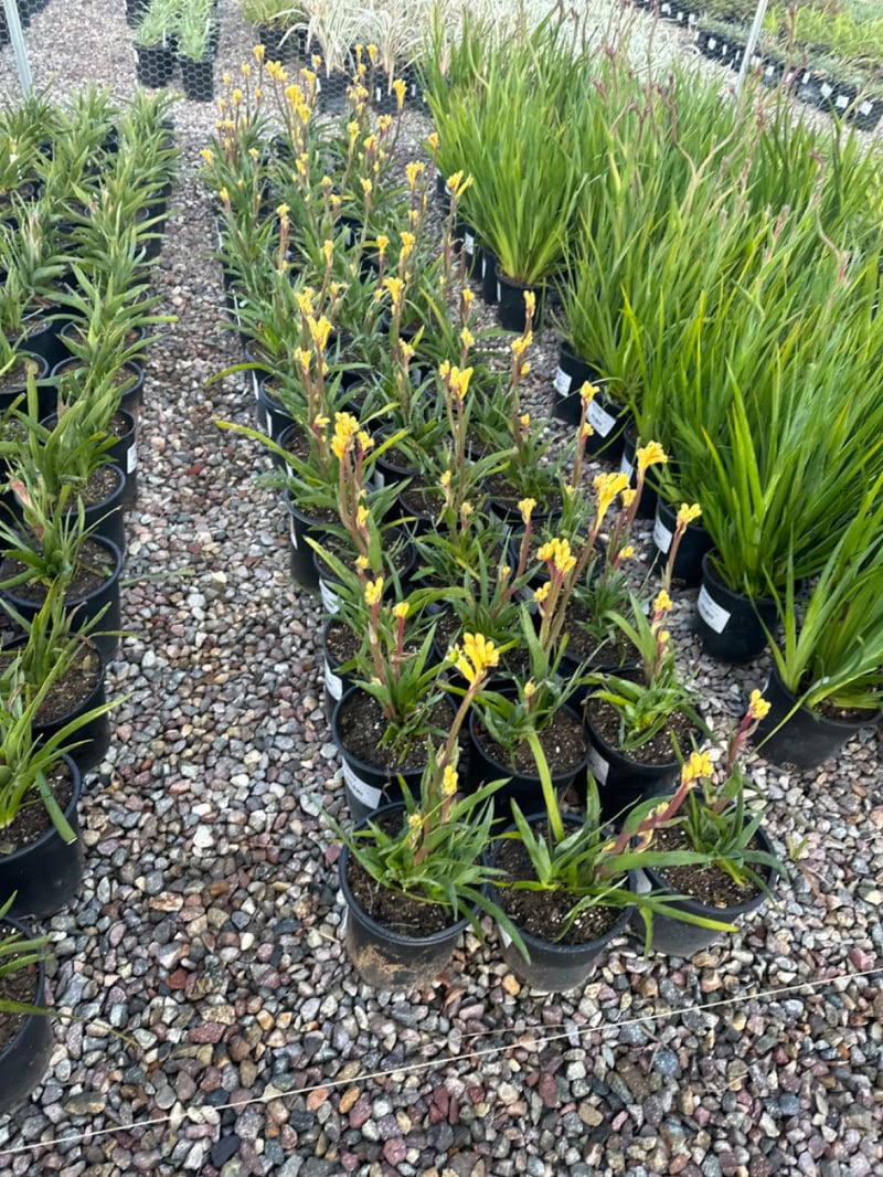 Photo for Anigozanthos 'Yellow Gem' (Red-Yellow Kangaroo Paw )