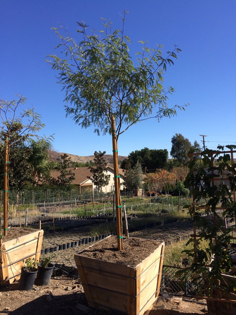 Photo for Prosopis (any variety) (Mesquite)