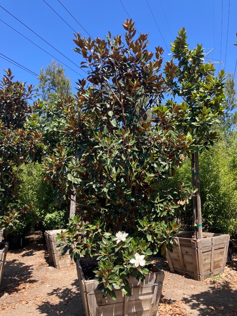 Photo for Magnolia grandiflora 'Little Gem' (Low Branching) (Little Gem Dwarf Magnolia)