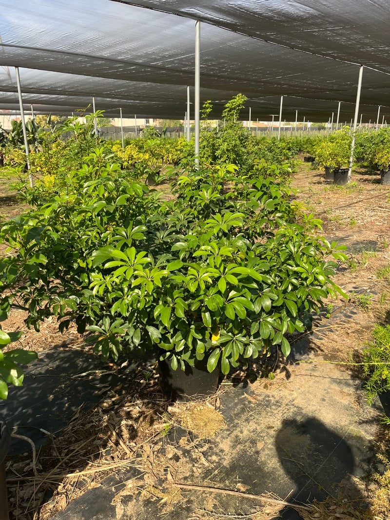 Photo for Schefflera arboricola 'Compacta', (Compacta Dwarf Umbrella Plant)