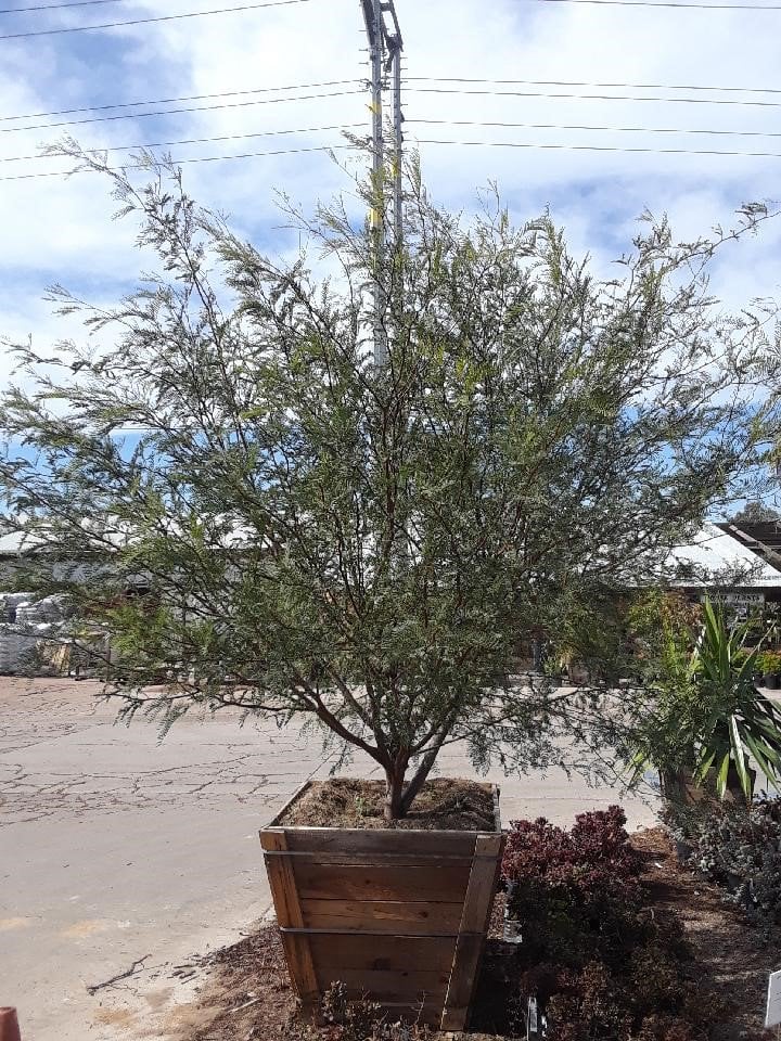 Photo for Prosopis (any variety) (Mesquite)