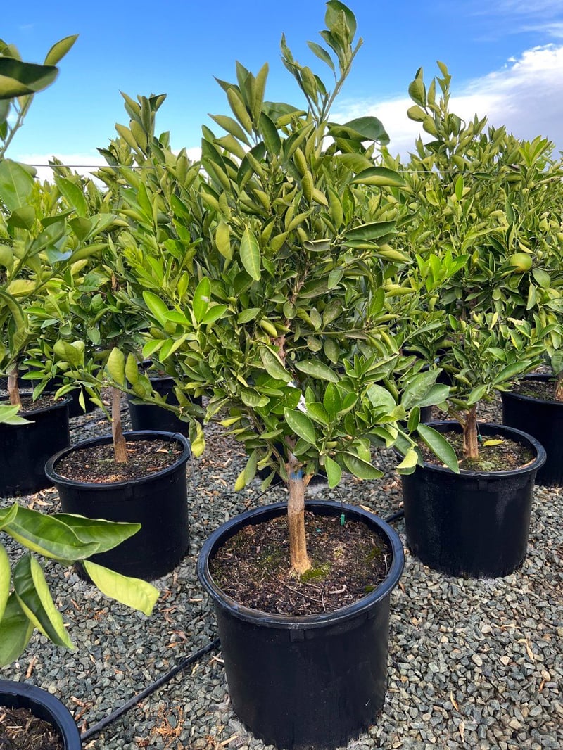 Photo for Citrus sinensis 'Navel' (Navel Orange)