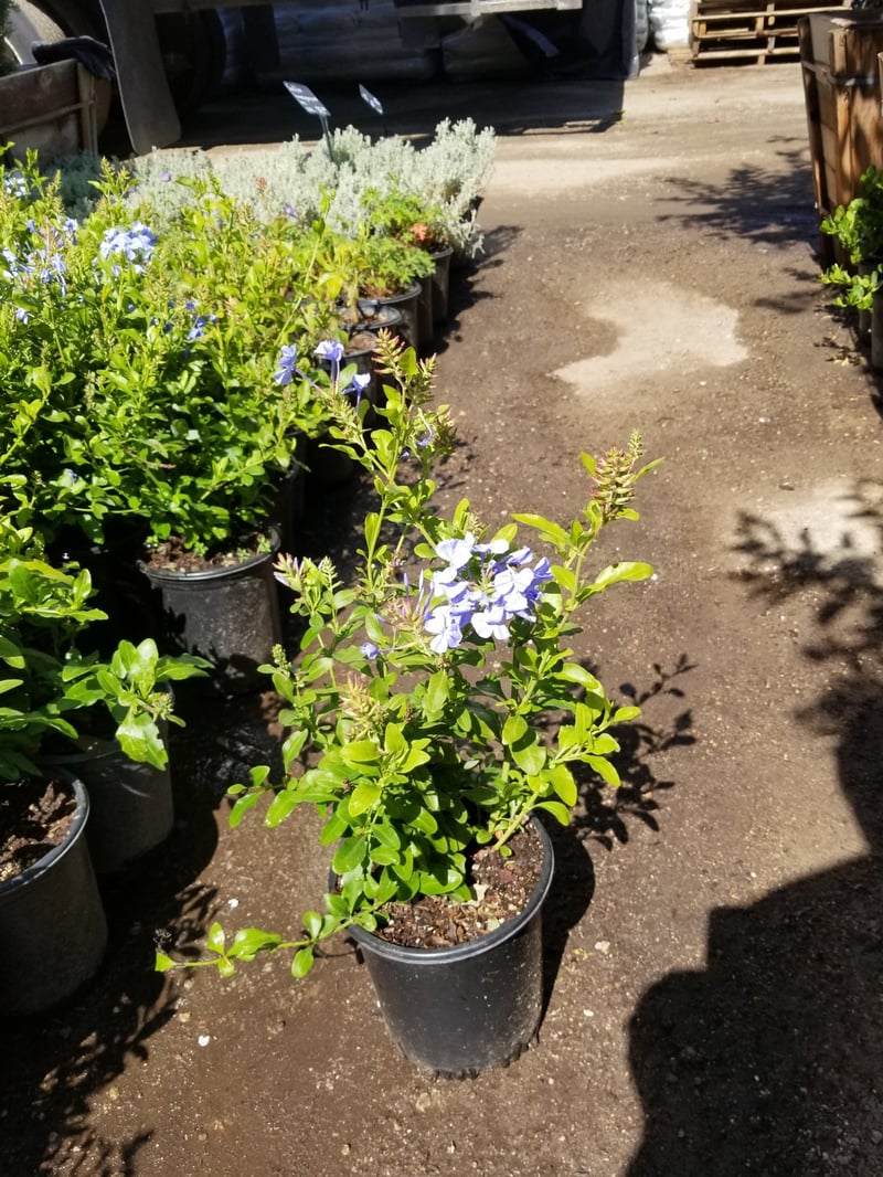 Photo for Plumbago auriculata 'Monott' (Royal Cape Plumbago)
