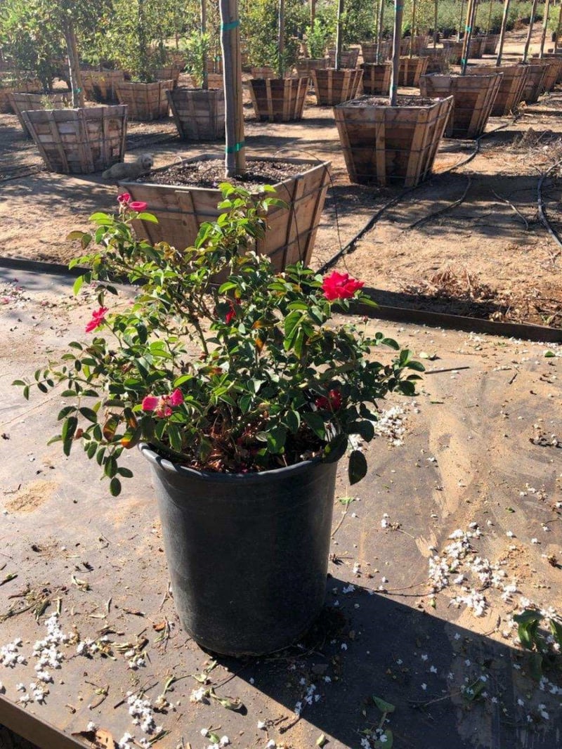 Photo for Rosa 'Flower Carpet Red' (Flower Carpet Red Groundcover Rose)
