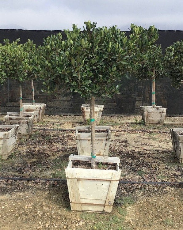Photo for Rhaphiolepis indica ‘Magnificent’ (Standard) (Magnificent Indian Hawthorn)