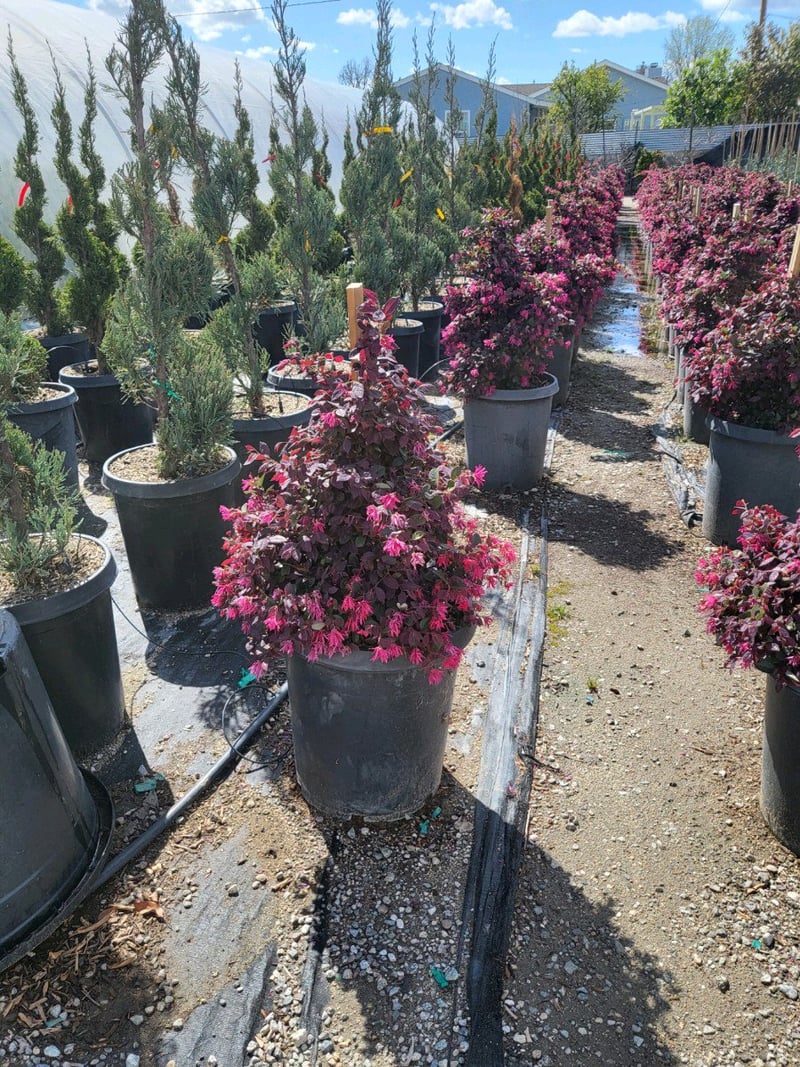 Photo for Loropetalum chinense var. rubrum 'Burgundy' (Bergundy Fringe Flower)