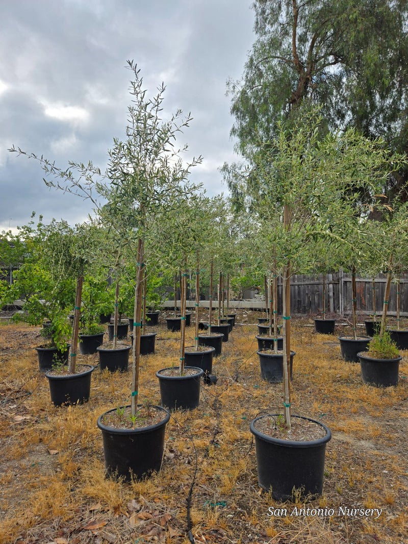 Photo for Olea europaea (Standard) (Olive Tree)