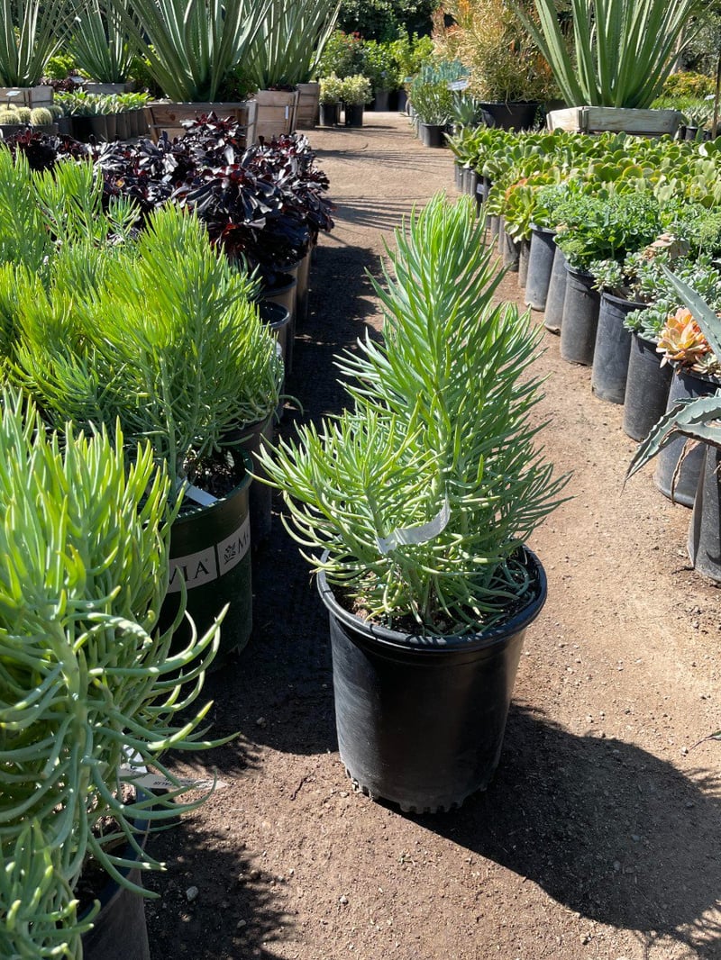 Photo for Senecio cylindricus (Narrow-Leaf Chalksticks)