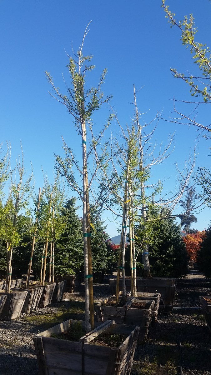 Photo for Ginkgo biloba (Maidenhair Tree)