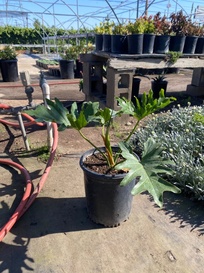 Photo for Philodendron selloum (Tree philodendron)