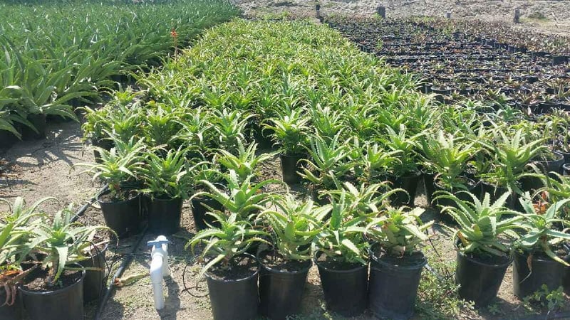 Photo for Aloe arborescens (Torch Aloe)