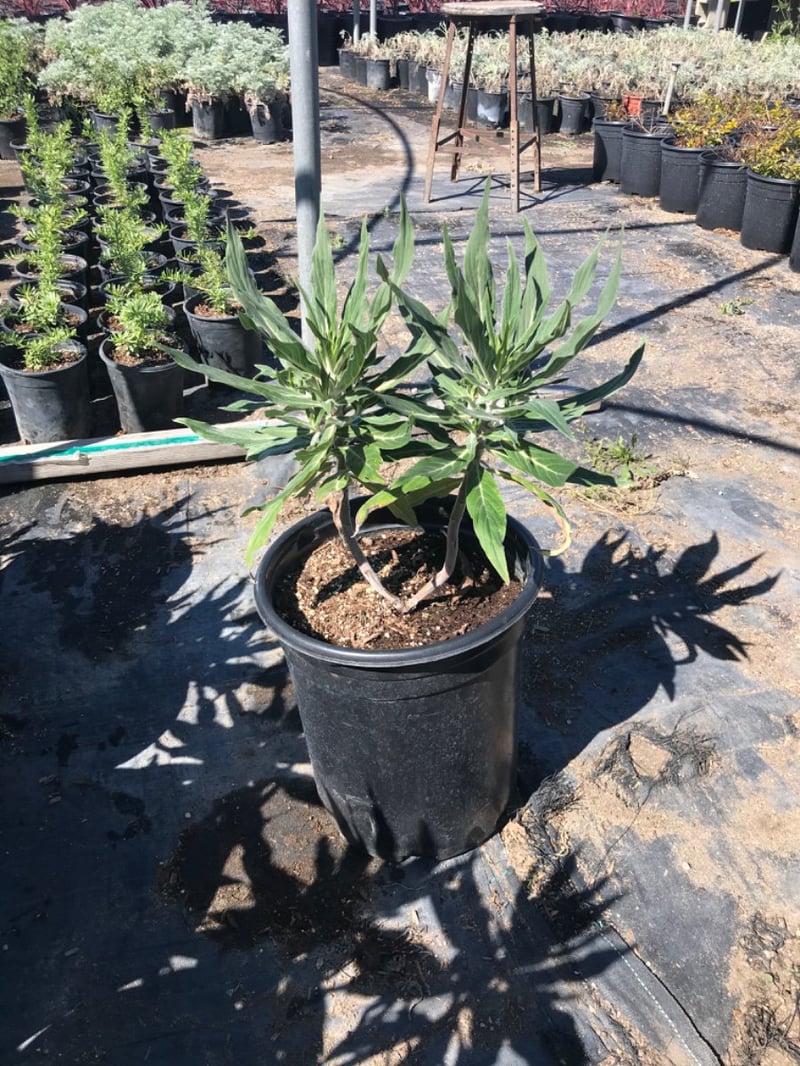 Photo for Echium candicans (E. fastuosum) (Pride of Madeira)