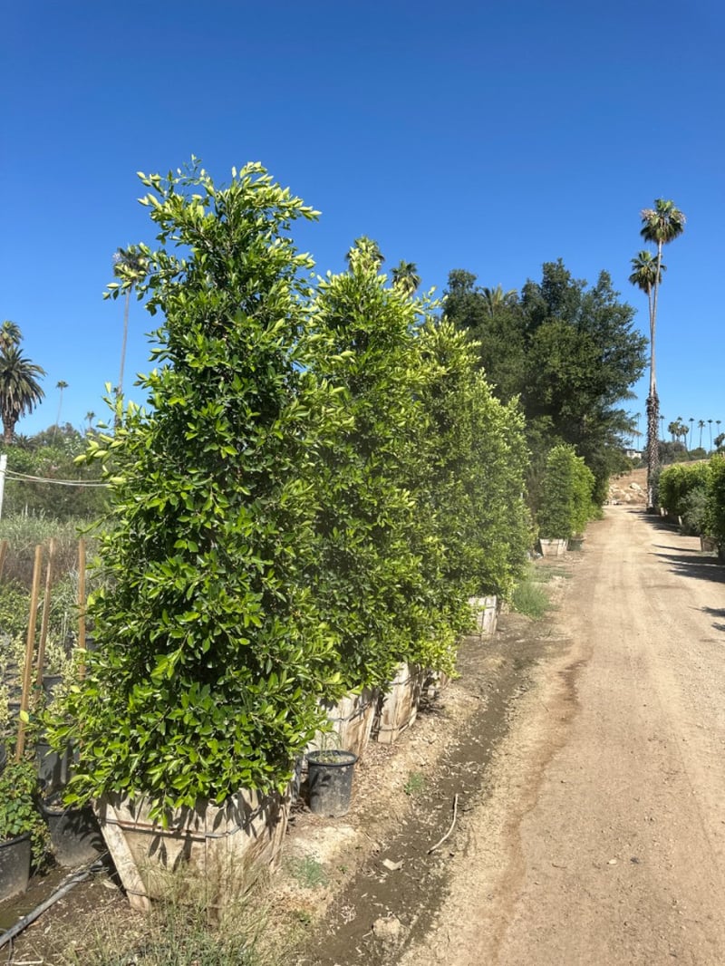 Photo for Ficus microcarpa nitida (Column) (Indian Laurel)
