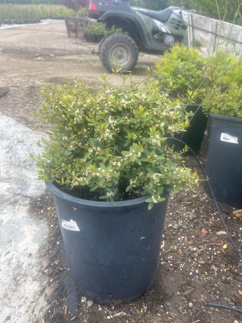 Photo for Ilex vomitoria 'Stokes' (Stoke's Dwarf Yaupon Holly)