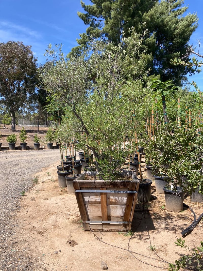 Photo for Olea europaea 'Wilsonii' (Low Branch) (Wilsonii Fruitless Olive)